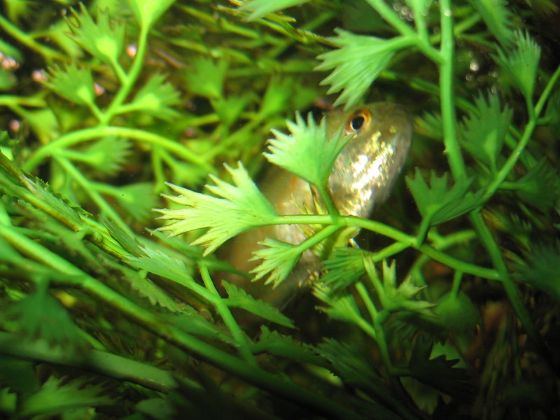 Dwarf Gourami; DISPLAY FULL IMAGE.
