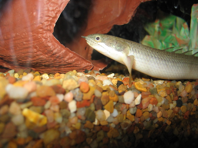 Senegal Bichir; DISPLAY FULL IMAGE.