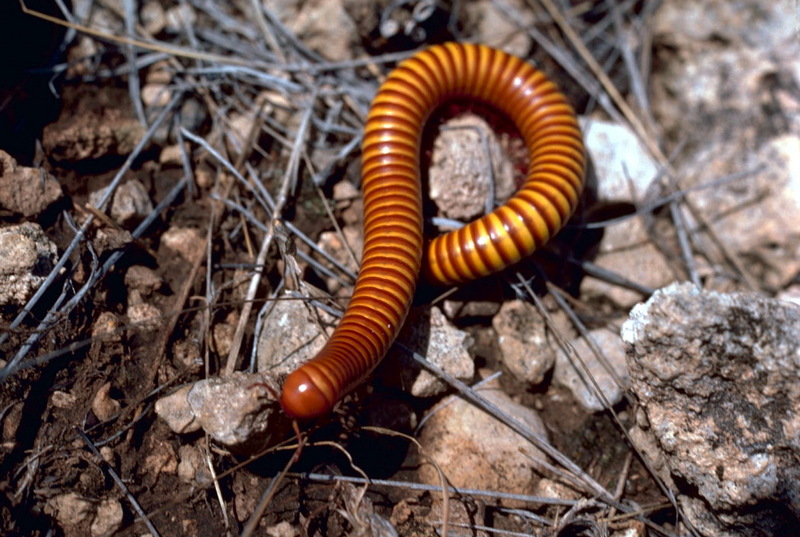 Millipede {!--노래기류, 미국-->; DISPLAY FULL IMAGE.