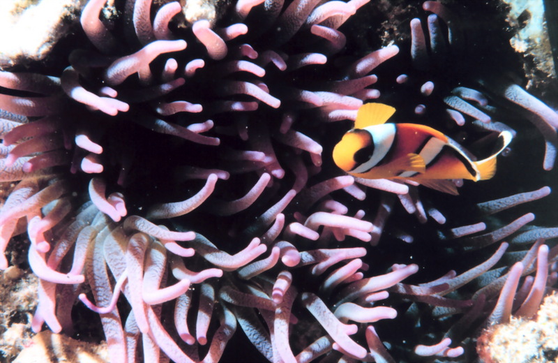 Two-banded clownfish (Amphiprion bicinctus) {!--두줄동가리-->; DISPLAY FULL IMAGE.