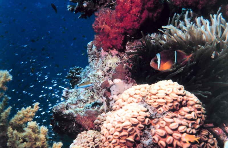 Two-banded clownfish (Amphiprion bicinctus) {!--두줄동가리-->; DISPLAY FULL IMAGE.