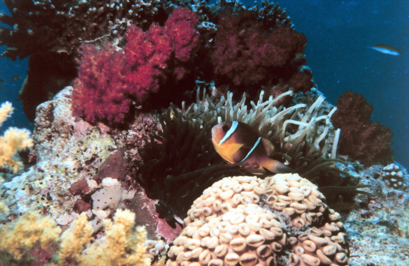 Two-banded clownfish (Amphiprion bicinctus) {!--두줄동가리-->; DISPLAY FULL IMAGE.