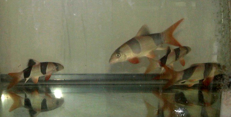 Clown Loach (Botia macracanthus) {!--광대미꾸리-->; DISPLAY FULL IMAGE.