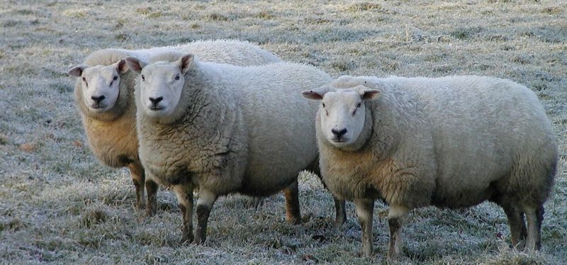 Sheep; DISPLAY FULL IMAGE.
