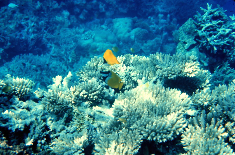 Longnose Butterflyfish (Forcipiger longirostris) {!--코뿔나비고기--> & Foxface Rabbitfish (Siganus vulpinus) {!--노랑독가시치-->; DISPLAY FULL IMAGE.