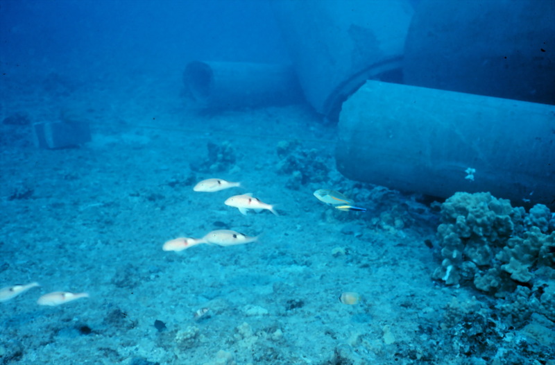 Sidespot goatfish (Parupeneus pleurostigma) {!--큰점촉수-->; DISPLAY FULL IMAGE.