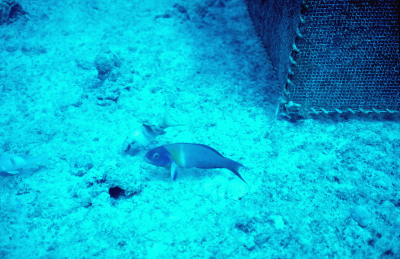 Manybar goatfish (Parupeneus multifasciatus) {!--오점촉수--> & Saddle Wrasse (Thalassoma duperrey) {!--안장놀래기-->; DISPLAY FULL IMAGE.