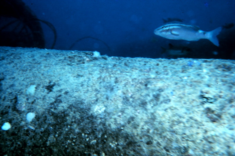 Whitesaddle goatfish (Parupeneus porphyreus) {!--흰줄촉수-->; DISPLAY FULL IMAGE.