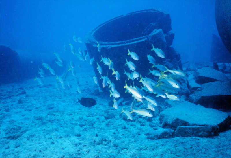 Yellowstripe goatfish (Mulloidichthys flavolineatus) {!--노란줄촉수-->; DISPLAY FULL IMAGE.