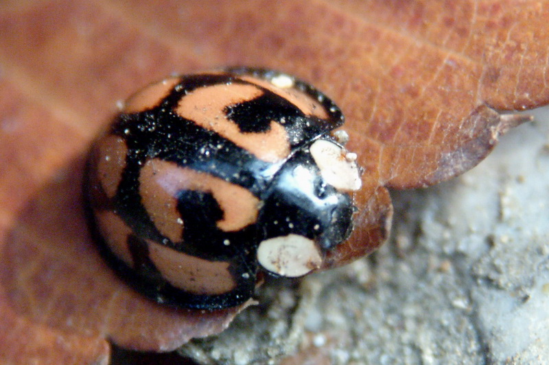 Aiolocaria hexaspilota (Coccinellid Beetle) {!--남생이무당벌레-->; DISPLAY FULL IMAGE.