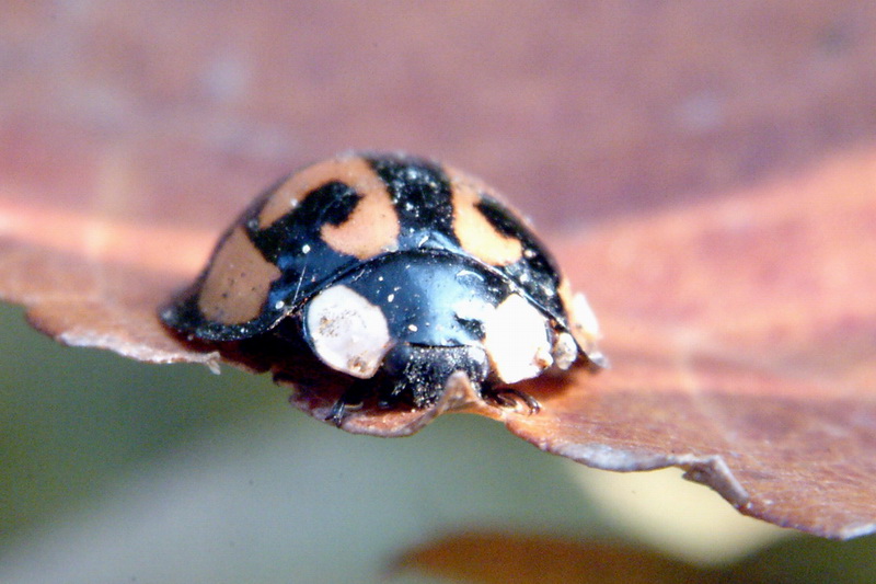 Aiolocaria hexaspilota (Coccinellid Beetle) {!--남생이무당벌레-->; DISPLAY FULL IMAGE.