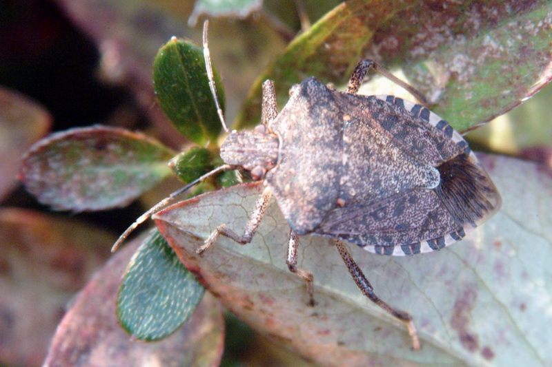 Halyomorpha halys (Brown Marmorated Stink Bug) {!--썩덩나무노린재-->; DISPLAY FULL IMAGE.