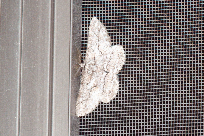Unknown Moth; DISPLAY FULL IMAGE.