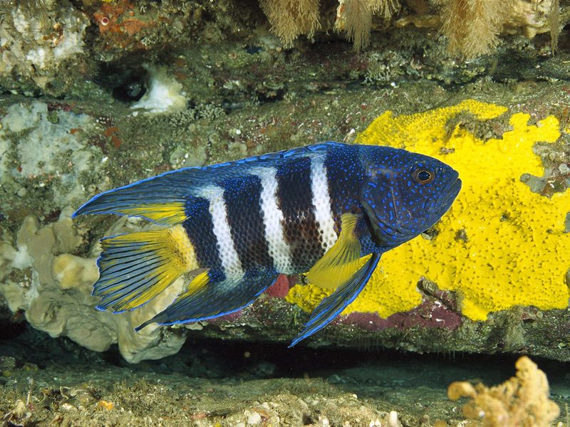[Daily Photos] Eastern Blue Devil, Australia; DISPLAY FULL IMAGE.