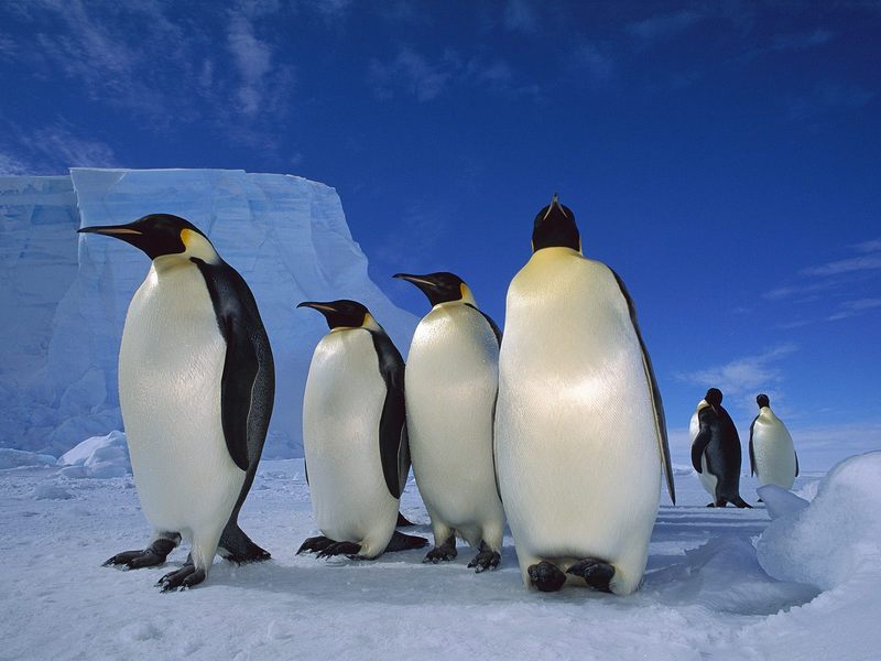 [Daily Photos] Emperor Penguins Near Ekstrom Ice Shelf, Weddell Sea, Antarctica; DISPLAY FULL IMAGE.