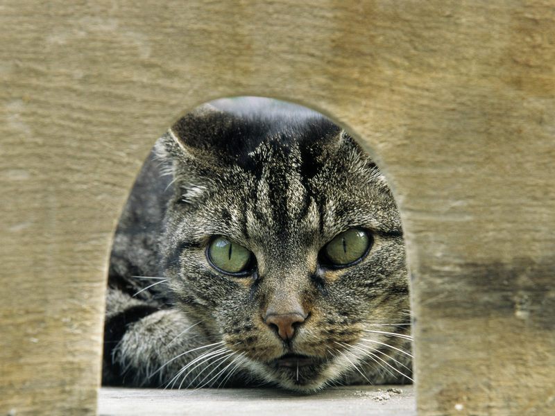 [Daily Photos] Mouse Hunt; DISPLAY FULL IMAGE.