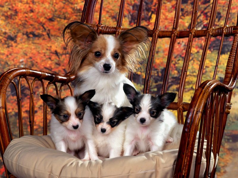 [Daily Photos] Papillon Mom and Puppies; DISPLAY FULL IMAGE.