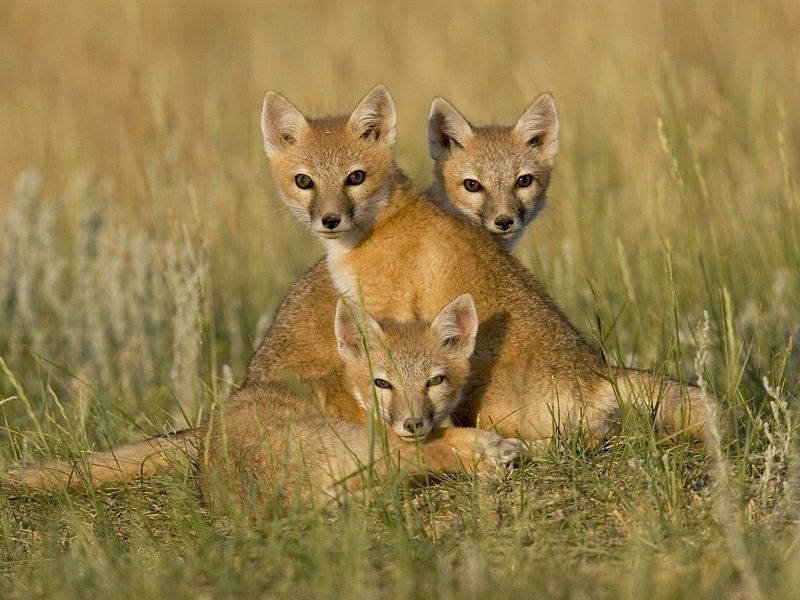 [Daily Photos] Swift Fox Babies; DISPLAY FULL IMAGE.