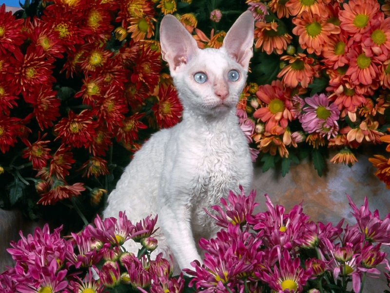 [Daily Photos] White Devon Rex; DISPLAY FULL IMAGE.