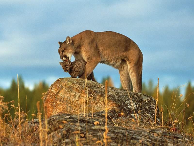 Motherly Love; DISPLAY FULL IMAGE.