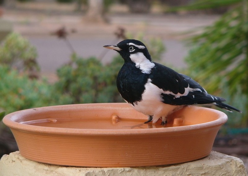 bathtime 2 (Peewee); DISPLAY FULL IMAGE.