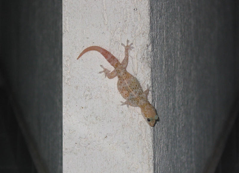 woodworm; DISPLAY FULL IMAGE.