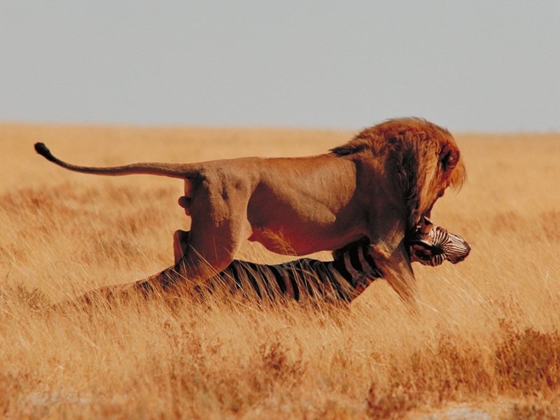 Lion's Dinner Time; DISPLAY FULL IMAGE.