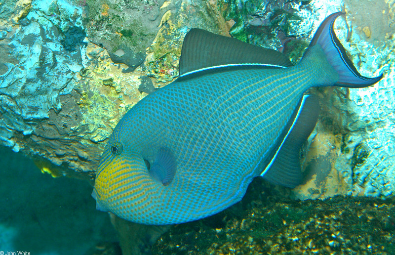 Black Durgeon (Melichthys niger); DISPLAY FULL IMAGE.