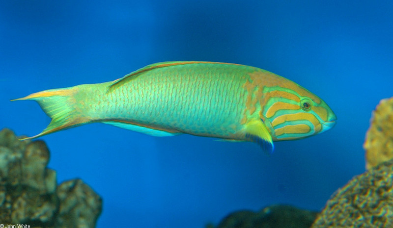 Sunset Wrasse (Thalassoma lutescens); DISPLAY FULL IMAGE.