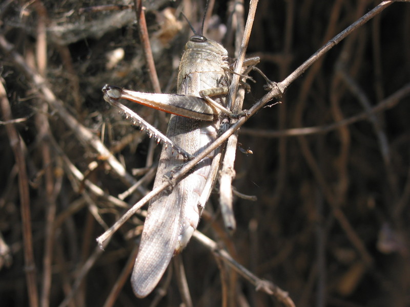 locust; DISPLAY FULL IMAGE.