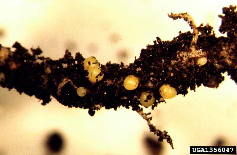 Yellow potato cyst nematode (Globodera rostochiensis) {!--감자씨스트선충-->; DISPLAY FULL IMAGE.