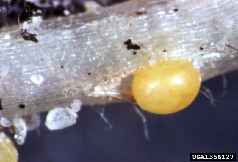 Yellow potato cyst nematode (Globodera rostochiensis) {!--감자씨스트선충-->; DISPLAY FULL IMAGE.