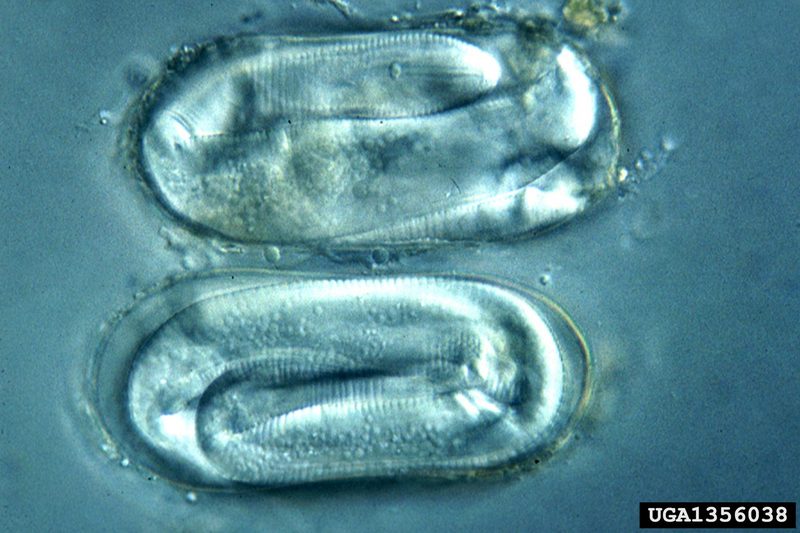 Yellow potato cyst nematode (Globodera rostochiensis) {!--감자씨스트선충-->; DISPLAY FULL IMAGE.