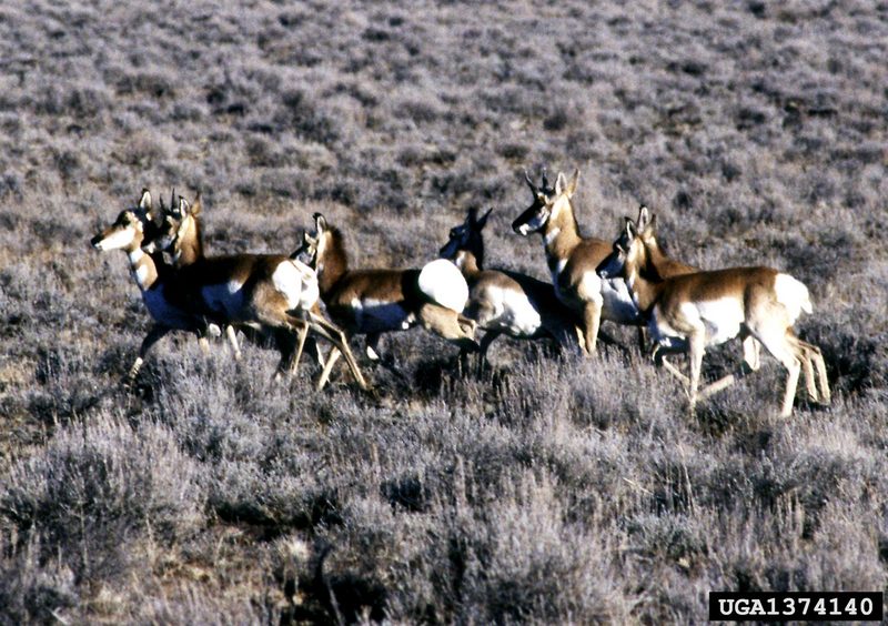 Pronghorn Antelopes (Antilocapra americana) {!--가지뿔영양-->; DISPLAY FULL IMAGE.