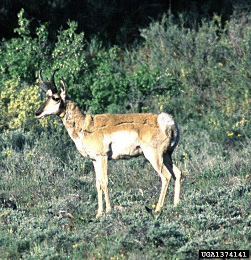 Pronghorn Antelope (Antilocapra americana) {!--가지뿔영양-->; DISPLAY FULL IMAGE.