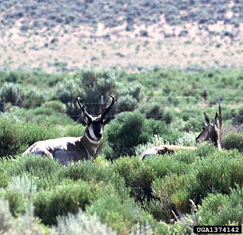 Pronghorn Antelopes (Antilocapra americana) {!--가지뿔영양-->; DISPLAY FULL IMAGE.