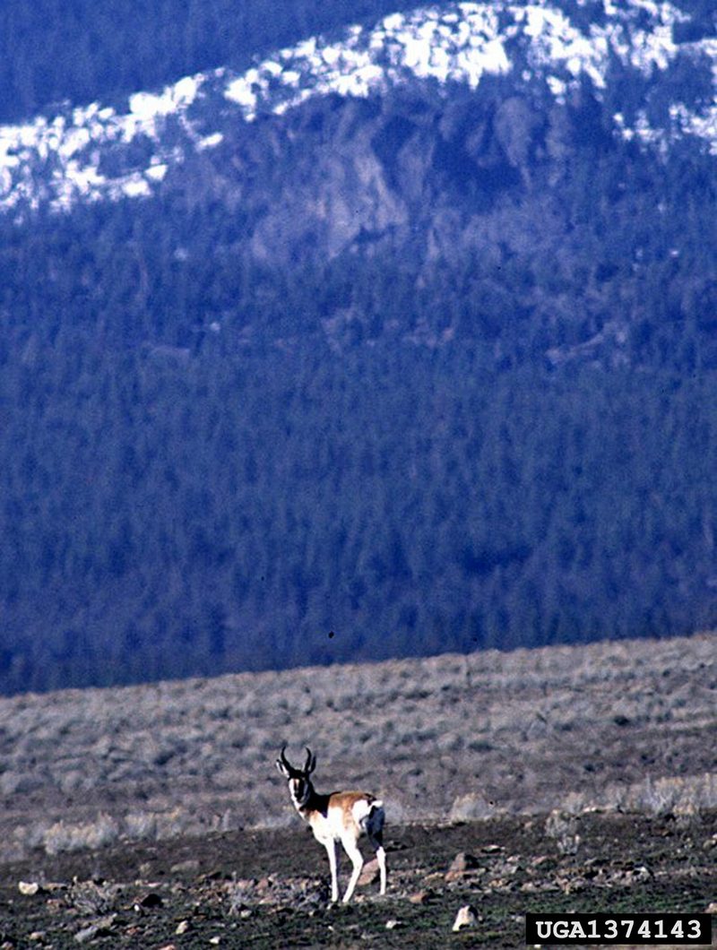 Pronghorn Antelopes (Antilocapra americana) {!--가지뿔영양-->; DISPLAY FULL IMAGE.