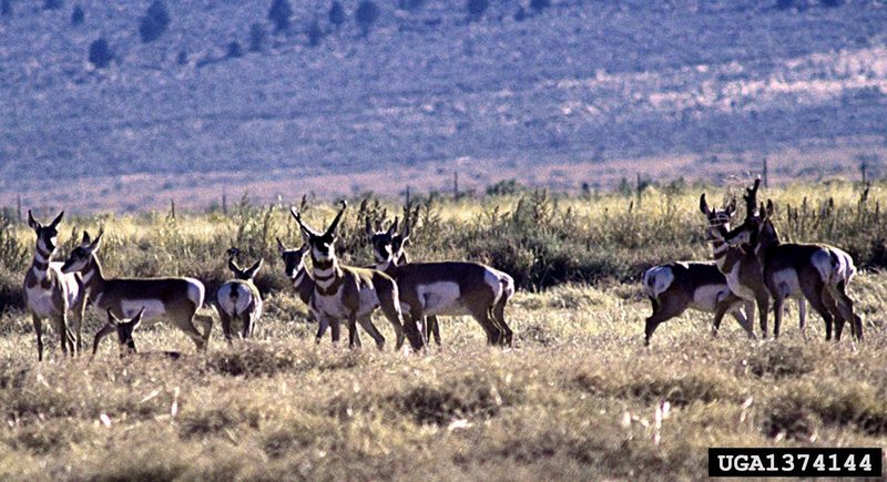 Pronghorn Antelopes (Antilocapra americana) {!--가지뿔영양-->; DISPLAY FULL IMAGE.