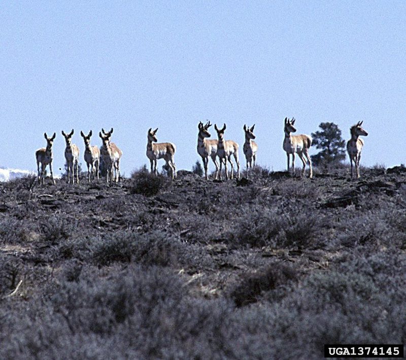 Pronghorn Antelopes (Antilocapra americana) {!--가지뿔영양-->; DISPLAY FULL IMAGE.