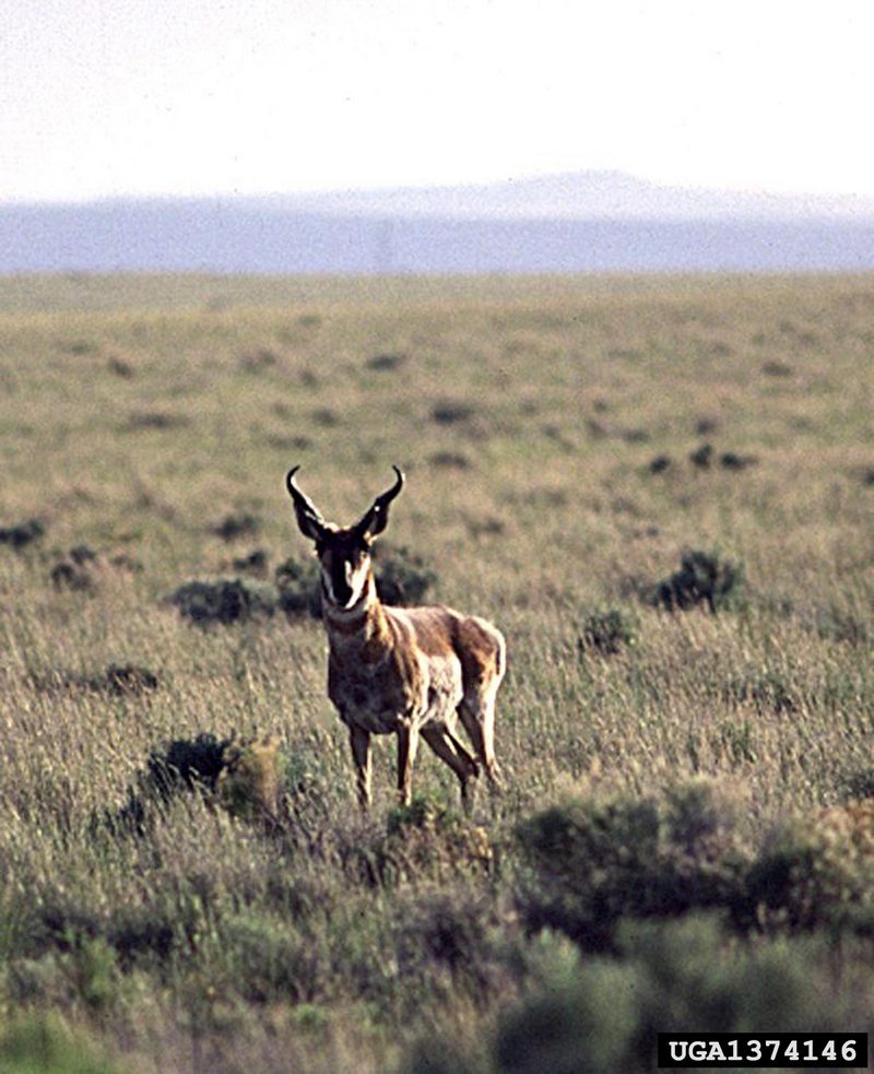 Pronghorn Antelope (Antilocapra americana) {!--가지뿔영양-->; DISPLAY FULL IMAGE.