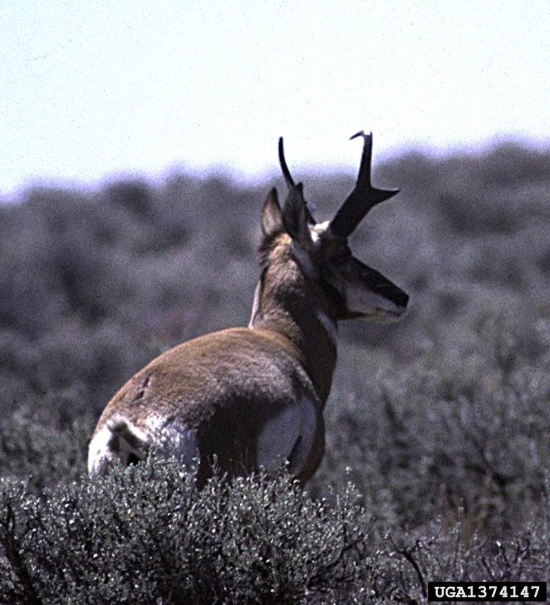 Pronghorn Antelope (Antilocapra americana) {!--가지뿔영양-->; DISPLAY FULL IMAGE.