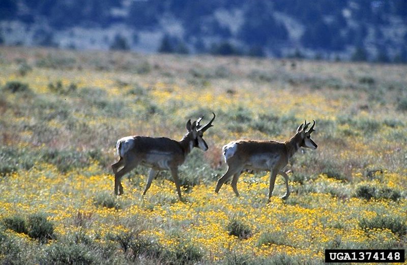 Pronghorn Antelopes (Antilocapra americana) {!--가지뿔영양-->; DISPLAY FULL IMAGE.