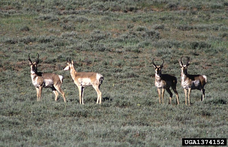 Pronghorn Antelopes (Antilocapra americana) {!--가지뿔영양-->; DISPLAY FULL IMAGE.