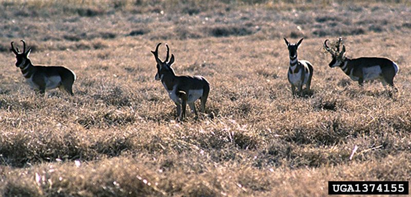 Pronghorn Antelope (Antilocapra americana) {!--가지뿔영양-->; DISPLAY FULL IMAGE.