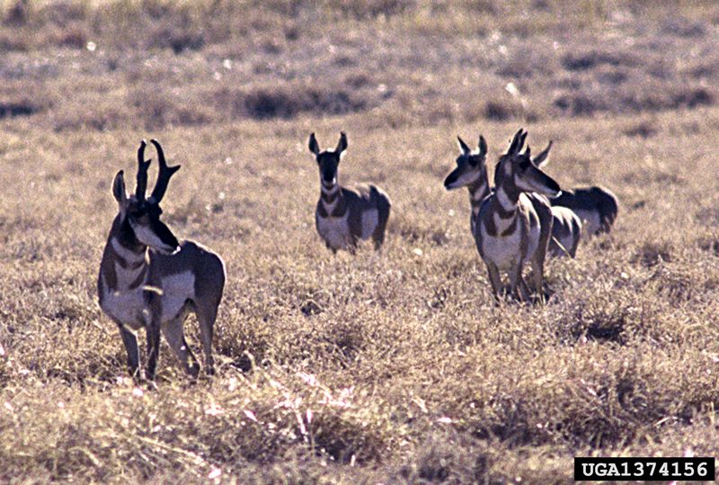 Pronghorn Antelopes (Antilocapra americana) {!--가지뿔영양-->; DISPLAY FULL IMAGE.