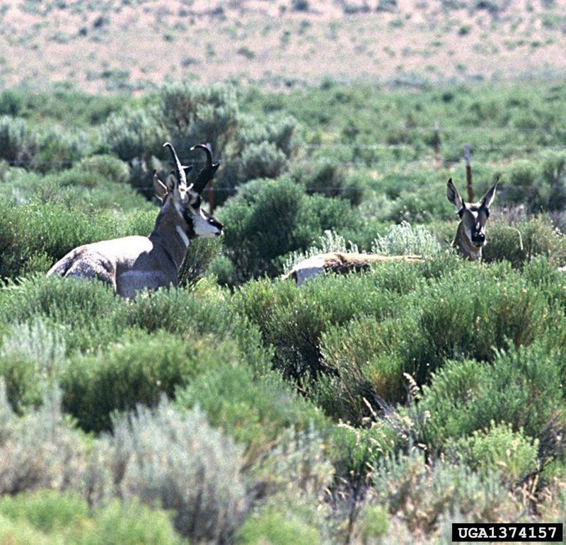 Pronghorn Antelopes (Antilocapra americana) {!--가지뿔영양-->; DISPLAY FULL IMAGE.