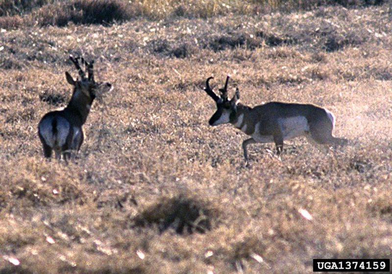 Pronghorn Antelopes (Antilocapra americana) {!--가지뿔영양-->; DISPLAY FULL IMAGE.