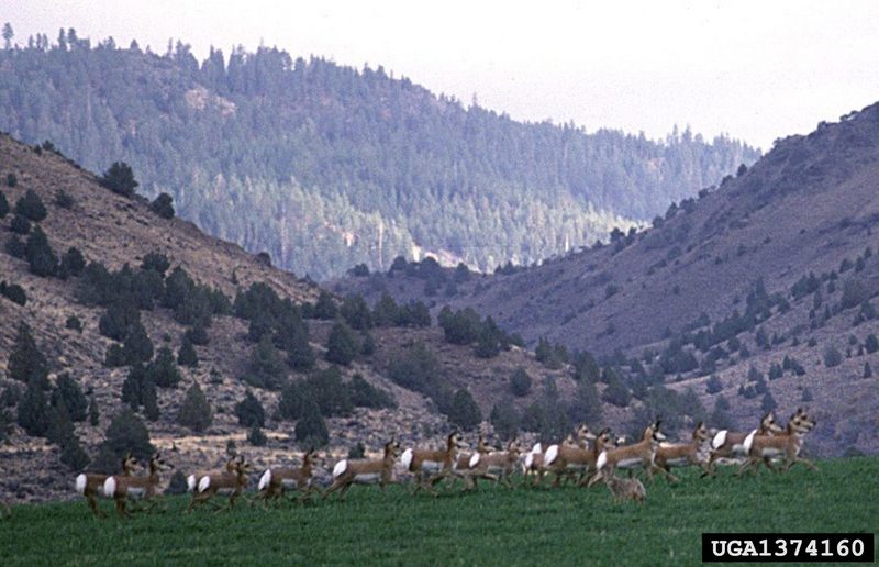 Pronghorn Antelopes (Antilocapra americana) {!--가지뿔영양-->; DISPLAY FULL IMAGE.