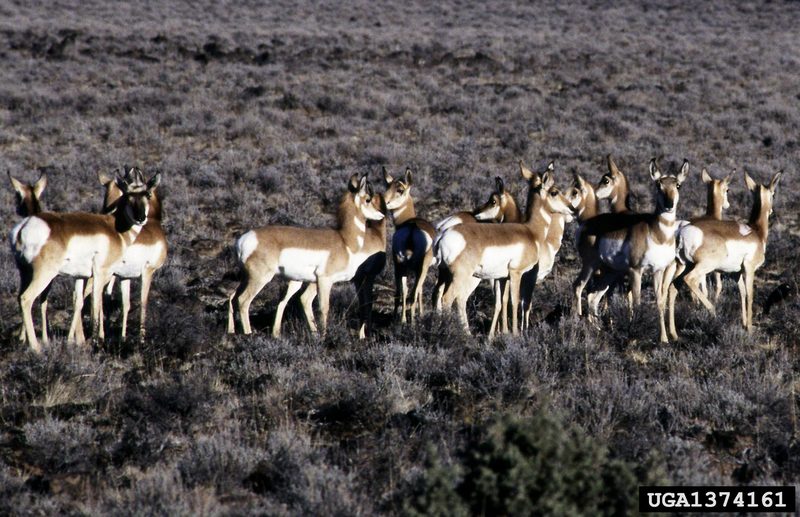 Pronghorn Antelopes (Antilocapra americana) {!--가지뿔영양-->; DISPLAY FULL IMAGE.