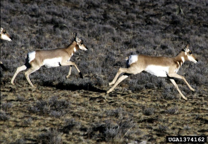 Pronghorn Antelopes (Antilocapra americana) {!--가지뿔영양-->; DISPLAY FULL IMAGE.